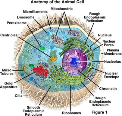 Perbedaan sel  hewan  dan sel  tumbuhan Saonone s Field